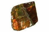 Iridescent Ammolite (Fossil Ammonite Shell) - Alberta, Canada #143655-2